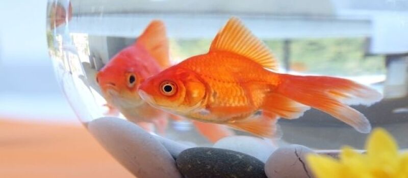 Balık hafıza mı, kurumsal hafıza mı